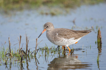 Redshank