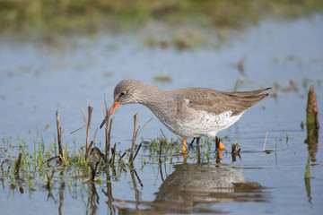 Redshank