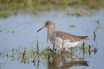 Redshank
