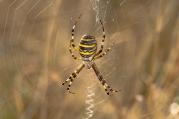 Wasp Spider