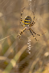 Wasp Spider