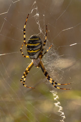 Wasp Spider