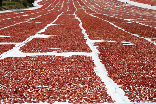 Dried Tomatoes