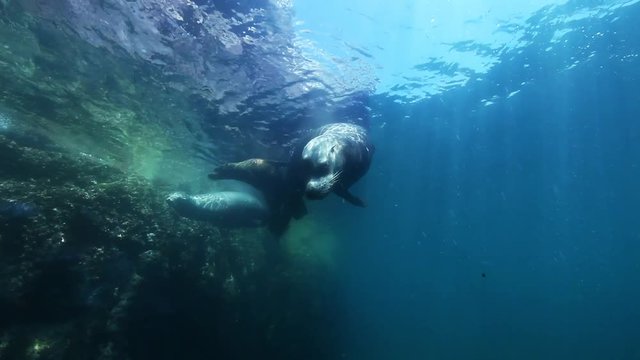 Sea Lions in Sea of Cortez, underwater diving POV near reef