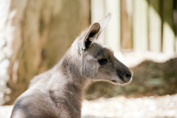 Obraz premium eastern grey kangaroo