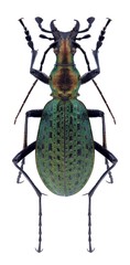 Fototapeta premium Beetle Carabus leechi huisaensis on a white background