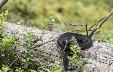 Beautiful black common viper (Vipera berus) in a natural habitat, curled up in a ball on an old...