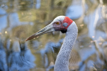 brolga