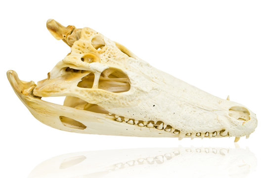 Freshwater crocodile skull isolated on the white with clipping path.