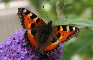 Nässelfjäril sitter på en blomma med utslagna vingar