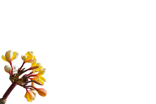 bouquet de frangipanier en coin de page blanche 