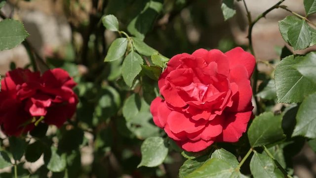 Slow motion perennial plant of the genus Rosa 1920X1080 HD footage - Close-up of beautiful red garden Rose flower 1080p FullHD video 