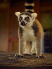 Kata Lemur Portrait