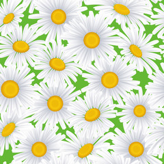 Seamless pattern with white daisies