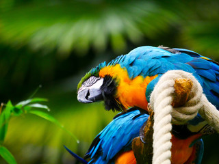 Perroquet © photoloulou91