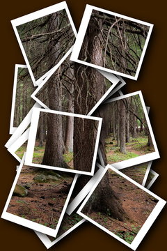 photocollage in the forest