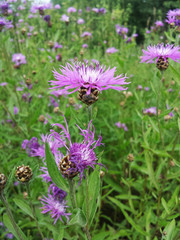 Flower Centaurea carpatica in a field on a Sunny summer day