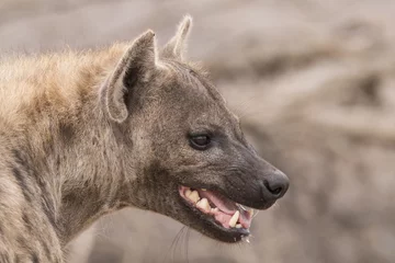 Stof per meter hyena portret © picture.jacker