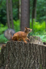 Naklejka na ściany i meble Squirrel on a hemp with a nut