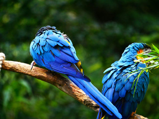 Perroquet © photoloulou91