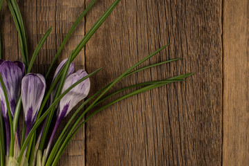Spring crocus on wooden background.