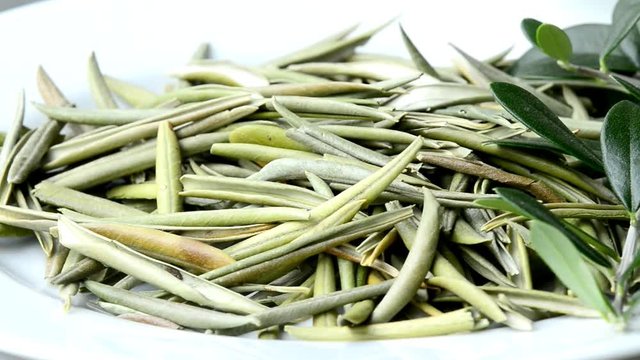 Olivenbl&auml;tter, traditionelles Heilmittel zur Blutdrucksenkung,getrocknete Bl&auml;tter auf einem Drehteller und frischer Tee Aufguss
