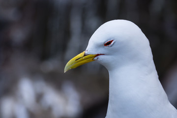 Kittiwake Portrait on Farne Islands / After the breeding season Kittiwakes move out into the Atlantic for the winter
