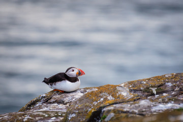 Single Farne Islands Puffin / Puffins winter in the oceans, returning to land for the breeding season where they nest in burrows