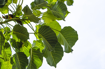 Green leaves under sunny sky background