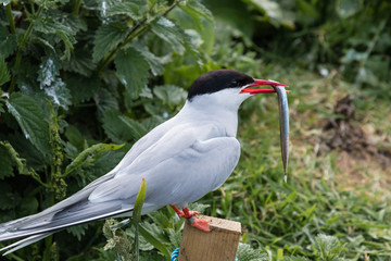 Arctic Tern with Sand Eel on Farne Islands / Arctic Terns migrate from Antarctica to the Farne Islands in Northumberland to breed. They feed their chicks with sand eels