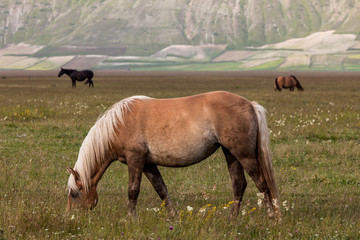 Fototapeta premium horses