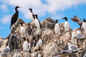 Colony of Seabirds at Farne Islands / A colony of seabirds cling to the cliff face on Staple Island, in the breeding season