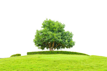 Tree and field of grass on small mountain for success concept  isolated on a white background with clipping path