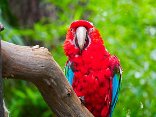 Perroquet © photoloulou91