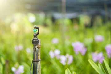 Springer watering in the orchid farm at Thailand.