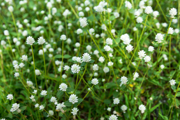 Globe amaranth or Gomphrena globosa flower in the garden.White globe amaranth in garden background