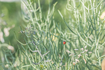 Ladybird Eating Aphid pest on kale plant