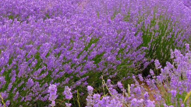 Blooming lavender near Kazanlak Bulgaria. Lavender produces essential oil, which is a major raw material for the perfumery and pharmaceutical industry.