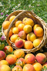 Apricot basket on the grass