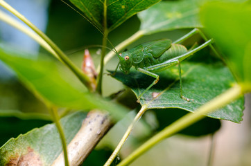 Grasshopper on leaf