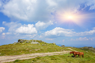 Horses in the green foothills of the Drakensberg mountains, South Africa