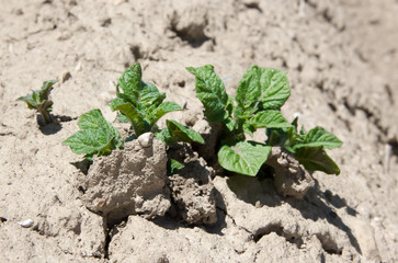 Potato plant