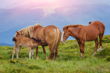 Horses in the green foothills of the Drakensberg mountains, South Africa