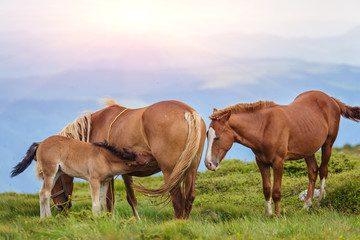 Fototapeta na wymiar Horses in the green foothills of the Drakensberg mountains, South Africa