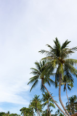 ヤシの木：タイ・サムイ島