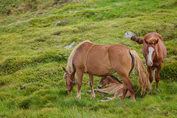 Horses in a meadow. Family with little foal