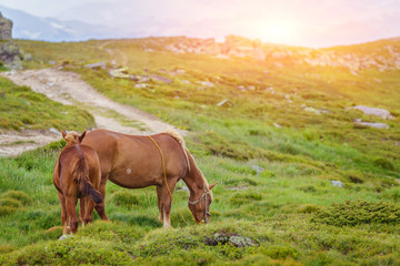 Horses in the green foothills of the Drakensberg mountains, South Africa