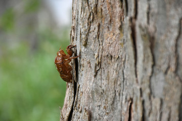 Obraz premium 日本の昆虫「蝉の抜け殻」（空蝉）新たな人生、夏の想い出、夢を追いかける、未練、魂を抜かれたような、空虚、心が空っぽ、孤独、ひとりぼっちなどのイメージ