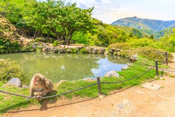 Naklejka premium Japanese macaque or Macaca fuscata near the pool in Iwatayama Monkey Park, Arashiyama, Kyoto, Japan. There are 120 Macaca Fuscata monkey in the popular park.Scenic landscape at the top of the mountain