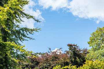 Trees framing blue sky